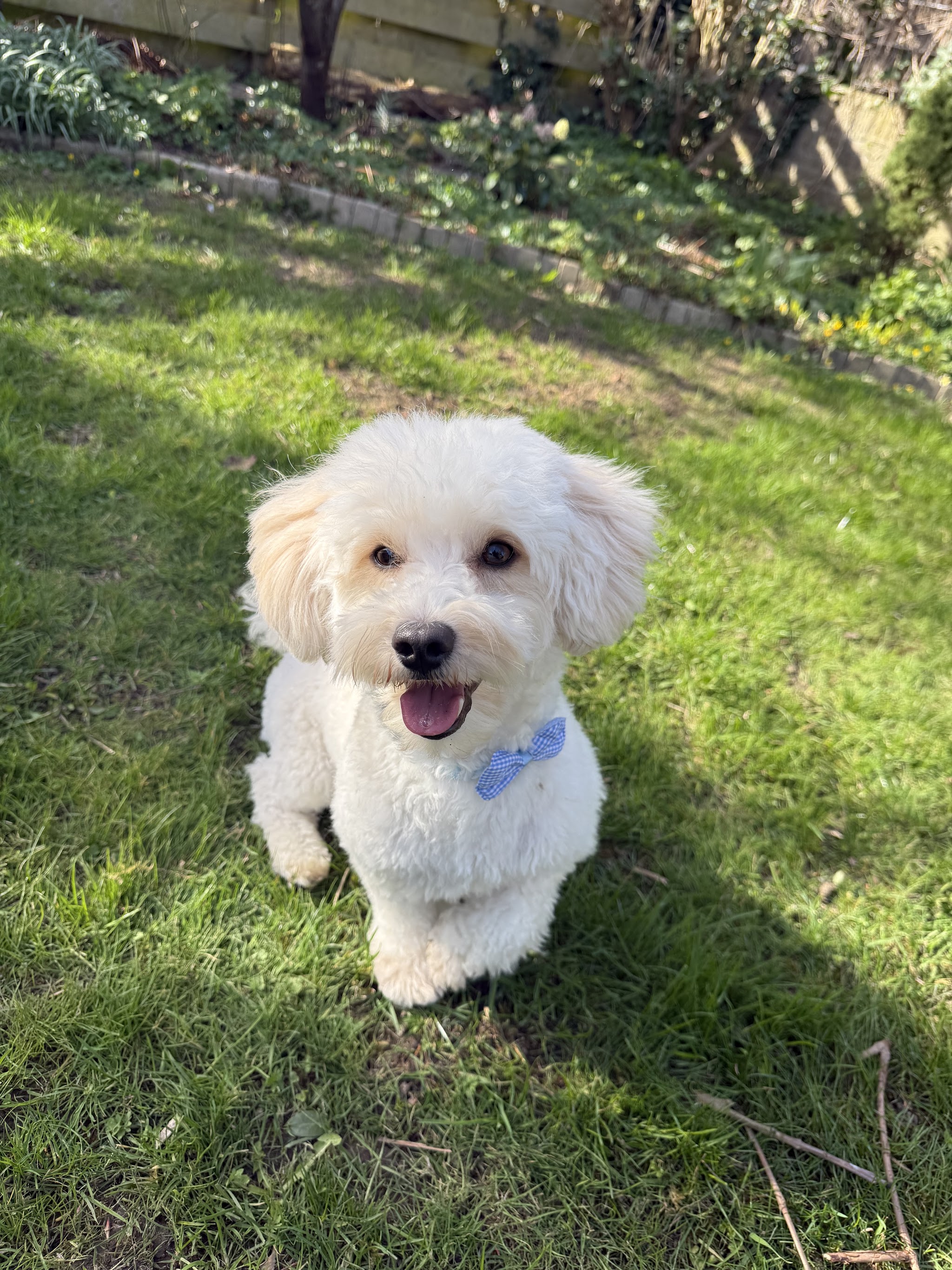 Een witte hond met een blauw strikje in het gras