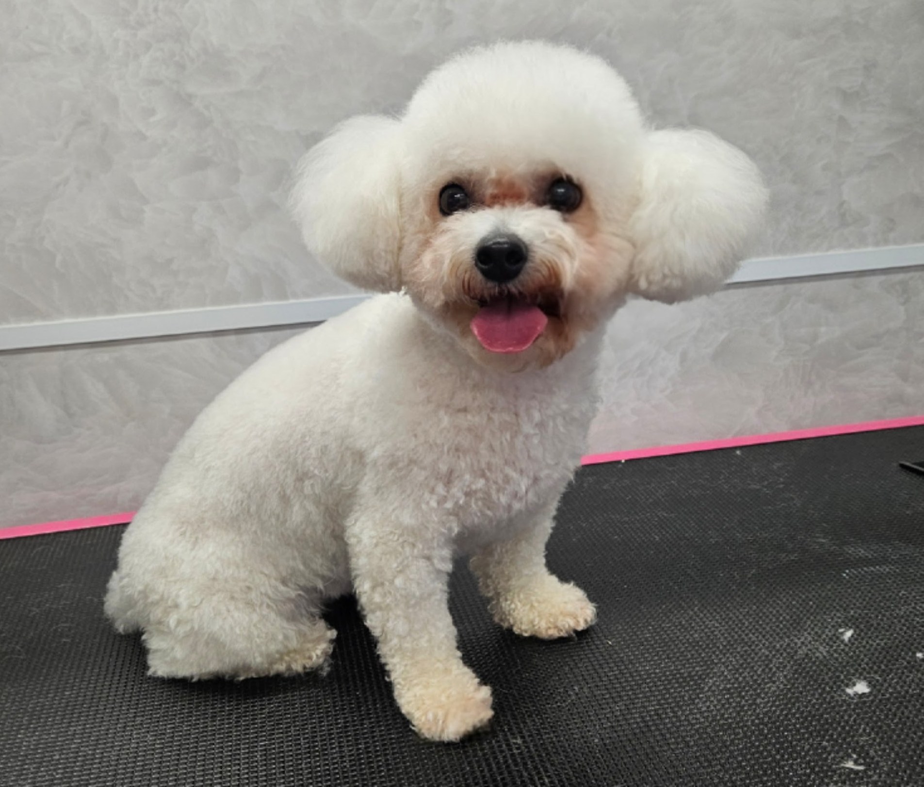 Een witte bichon met een rond geknipt kopje zit op de trimtafel