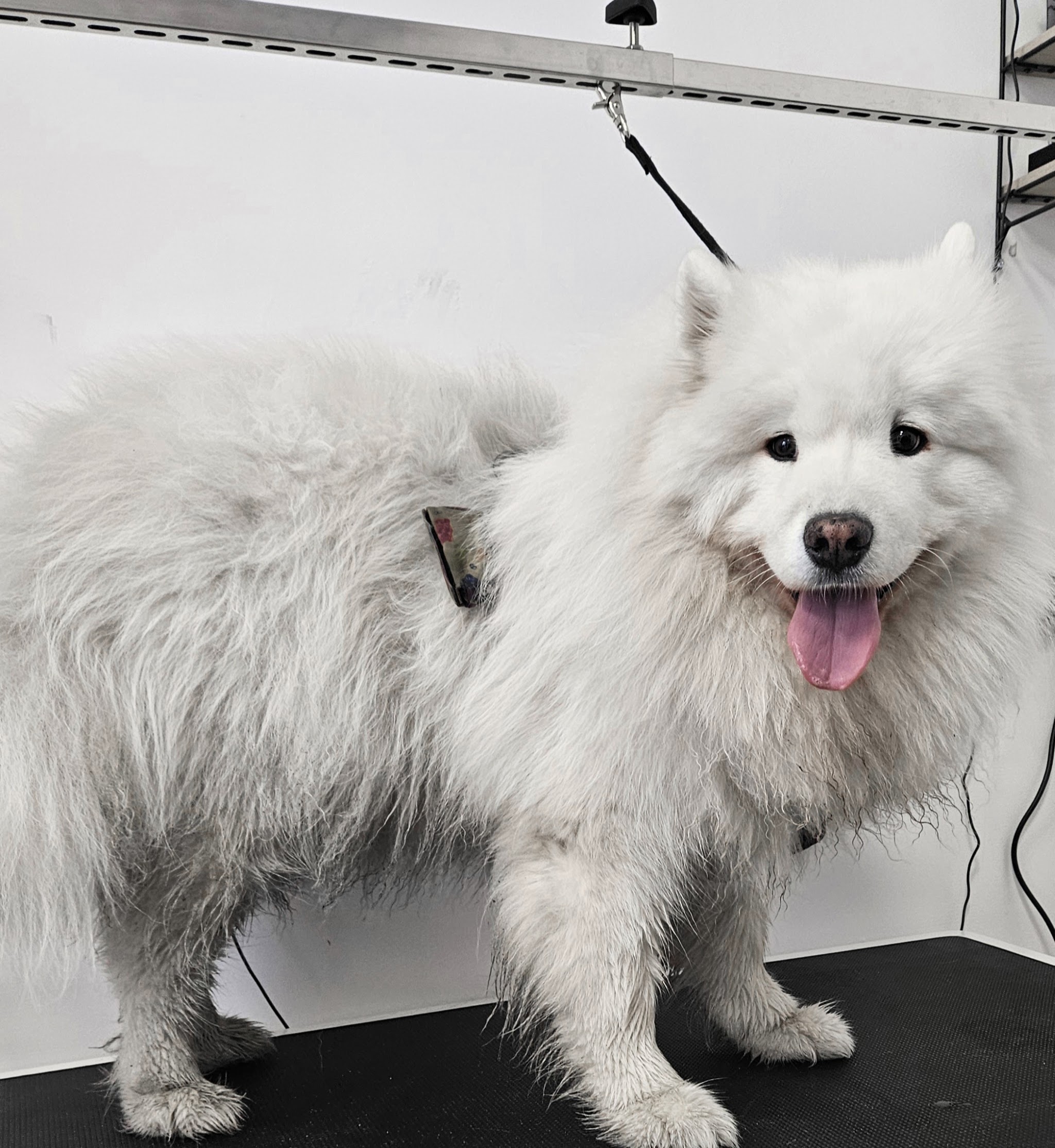 Een lachende witte samojeed met een dikke, geborstelde vacht op de trimtafel